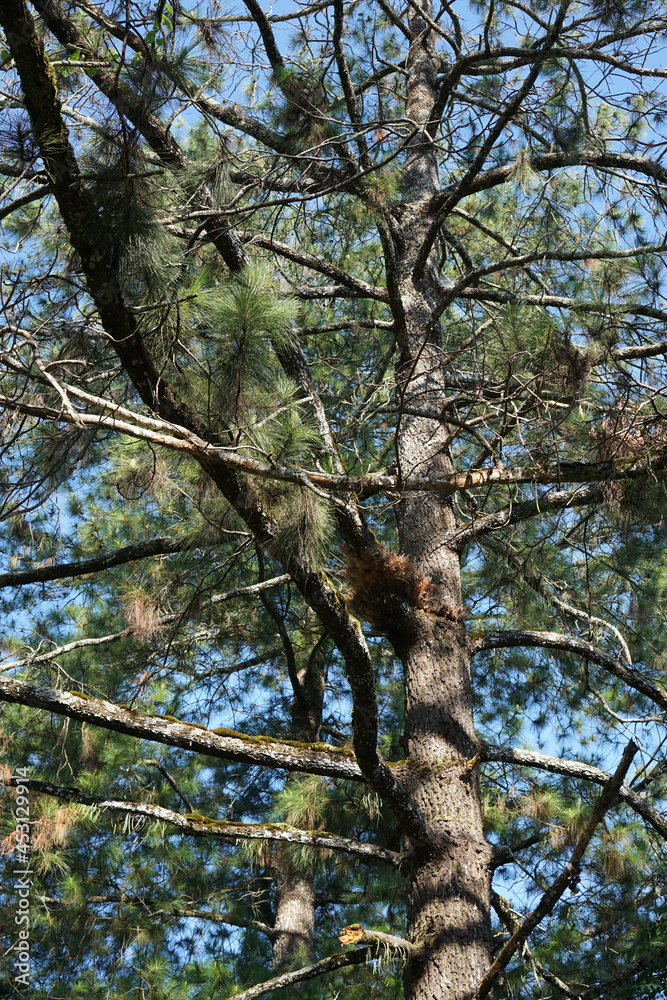 Fototapeta premium Trunk and twigs of a pine tree on a blue sky background 