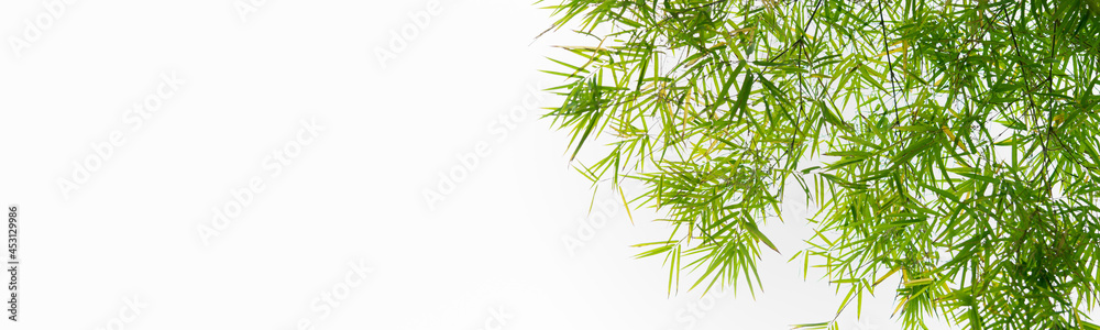 Nature of green leaf bamboo on white background. Natural green leaves plants using as spring background cover page greenery environment ecology wallpaper - obrazy, fototapety, plakaty 