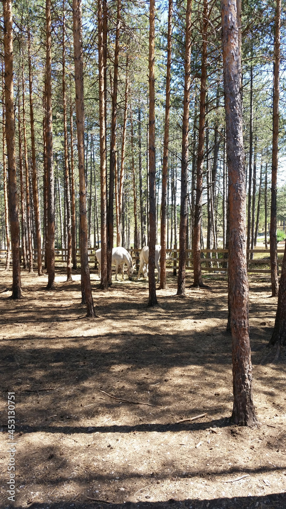 White horses in the wood, nature photo background. White horses in the wood, nature photo background.