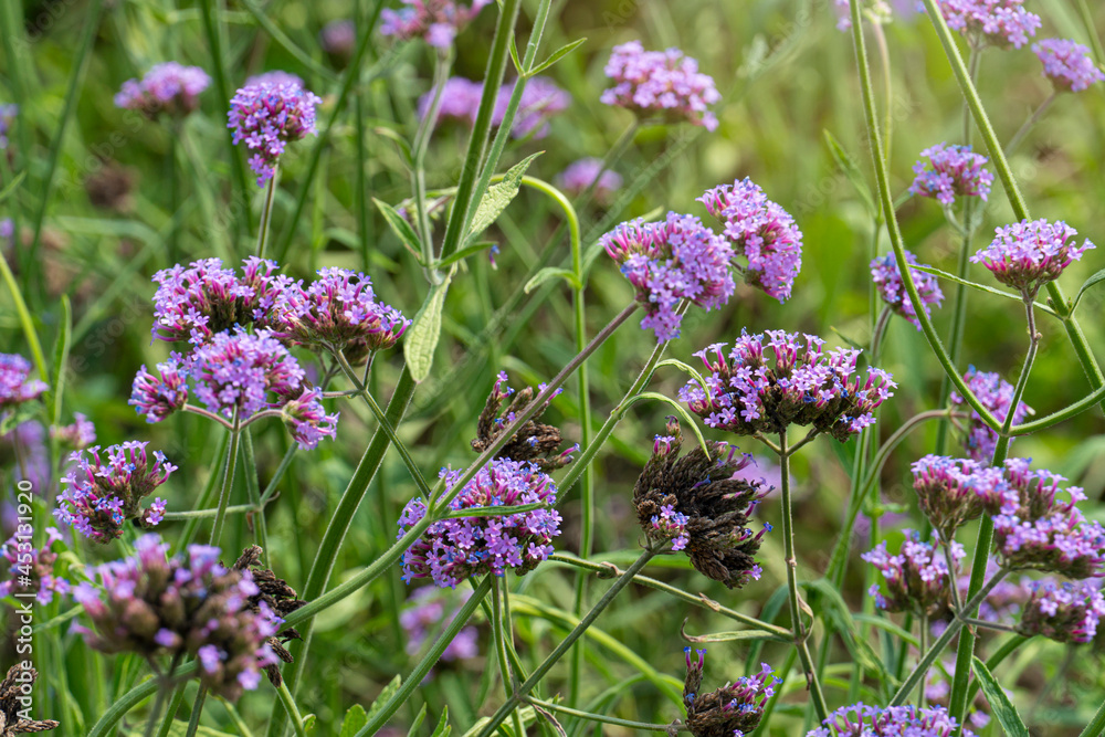 Verbena Fields Purple flowers that are popularly planted in a wide area to create beauty. Background blurred of fields. Verbena Fields Purple flowers that are popularly planted in a wide area to create beauty. Background blurred of fields.