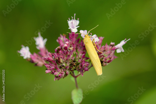 Ein Zünsler, Falter, Schmetterling auf einer Pflanze. photo