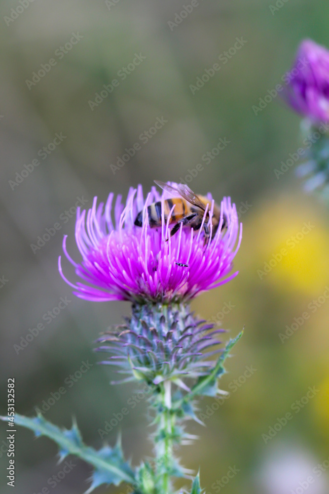 Obraz premium Eine Schwebfliege auf einer Pflanze.