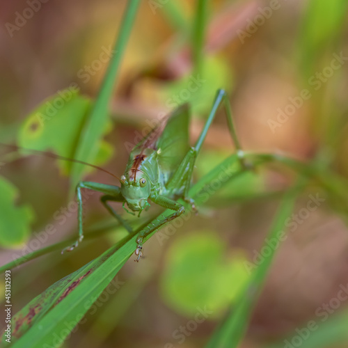 Large green locust Chrysochraon dispar in natural habitat.