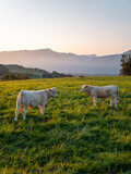 lever de soleil sur les vaches