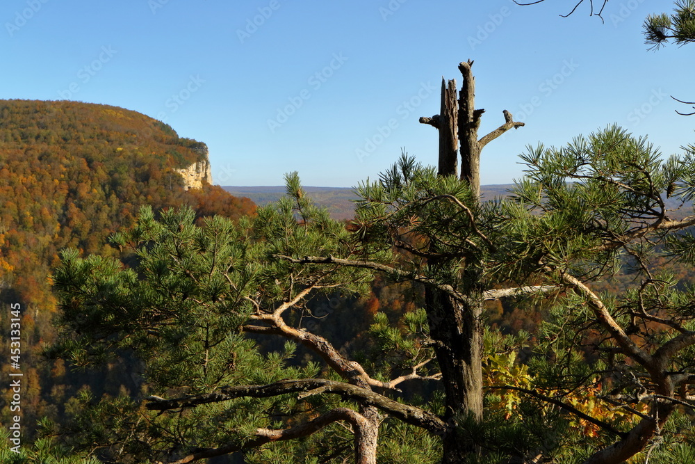 broken pine on the background of a mountain valley. Autumn. broken pine on the background of a mountain valley. Autumn.