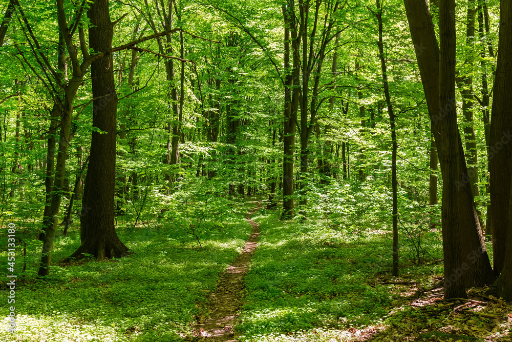 Fototapeta premium Footpath in deciduous forest in spring sunny weather