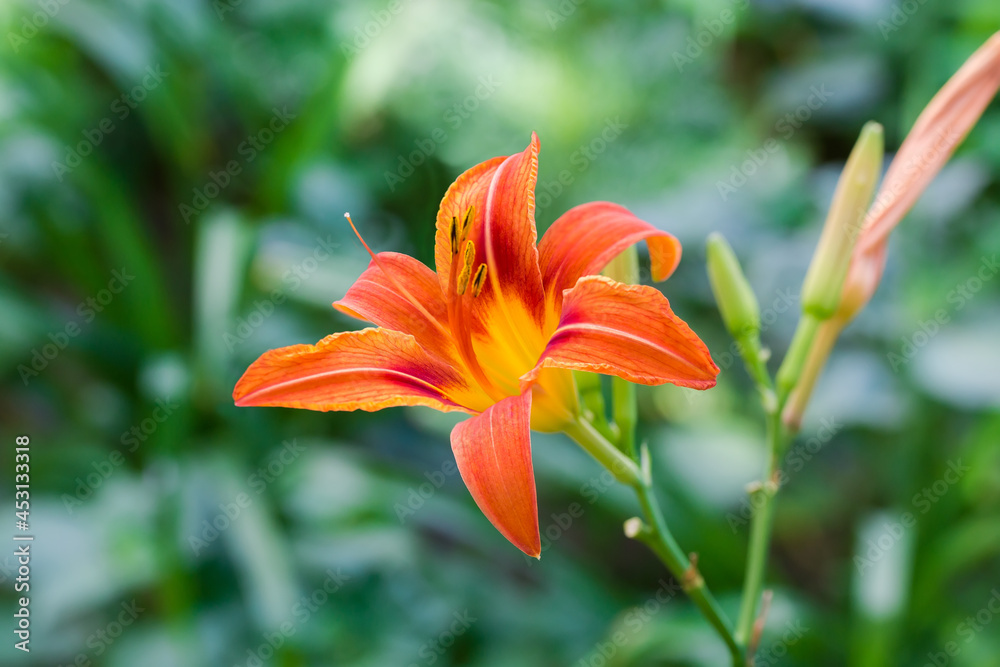 Obraz premium Flower and buds of lily orange color close-up, selective focus