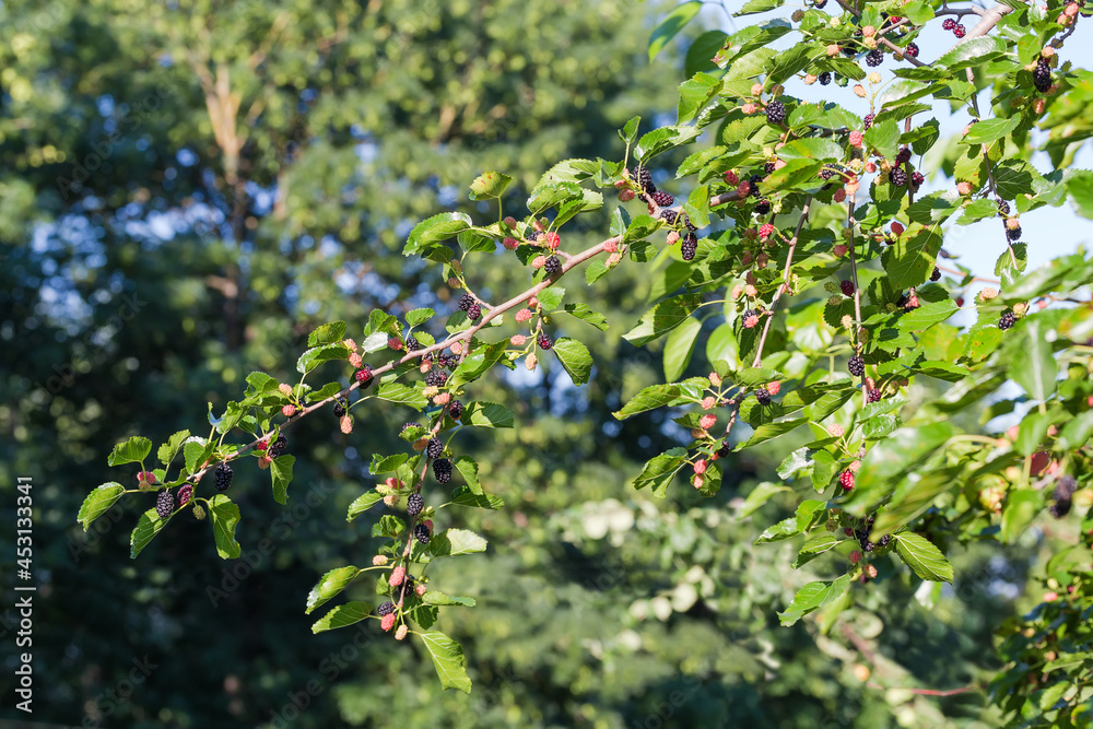 Branch of mulberry with ripening fruits on a blurred background