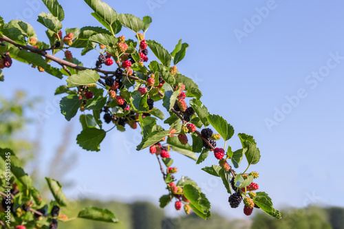 Branch of mulberry tree with ripening fruits against the sky