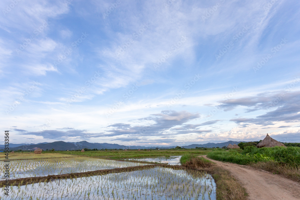 Fototapeta The landscape of rice fields in Thailand The young rice plant is growing. a field full of water clear sky, clouds, mountains rice field background