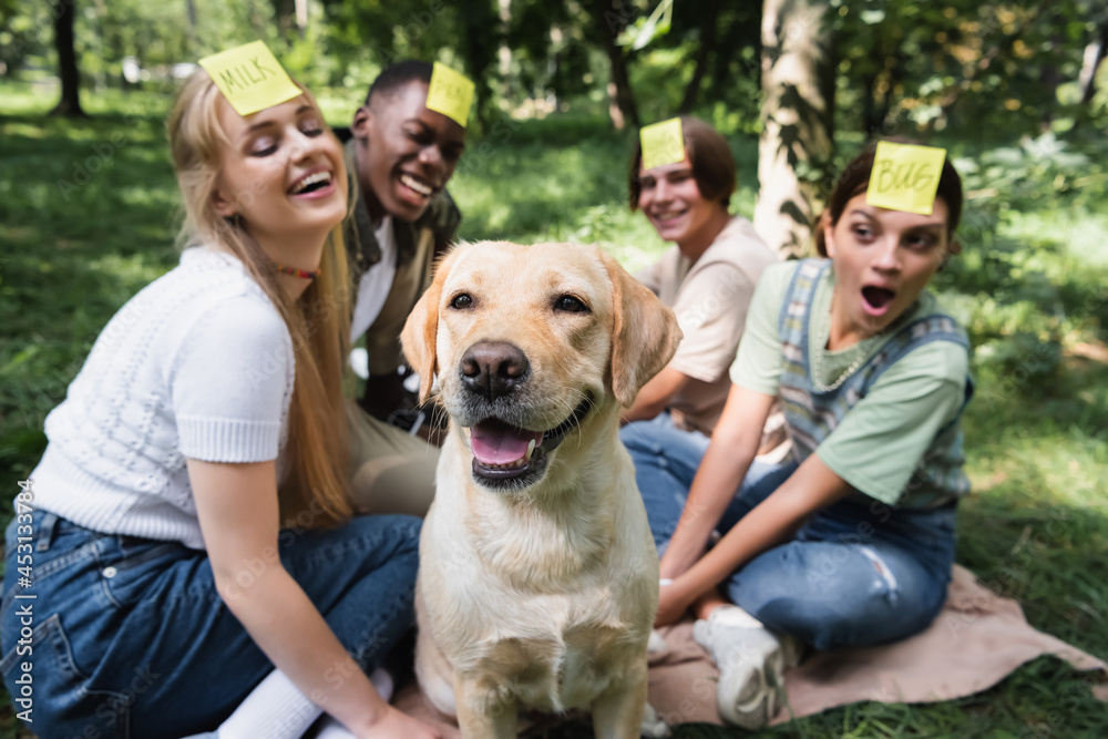 Retriever near blurred multiethnic teenagers playing who i am in park Retriever near blurred multiethnic teenagers playing who i am in park