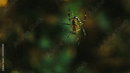 pająk na pajęczynie
