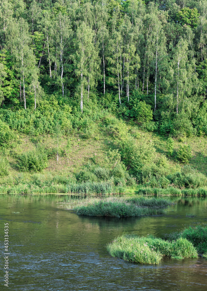 A river and its bank, overgrown with birch trees and lush grass. Water surface with reflections, small scattered reed islands. Rural landscapes, water scenery, travel, nature. A river and its bank, overgrown with birch trees and lush grass. Water surface with reflections, small scattered reed islands. Rural landscapes, water scenery, travel, nature.