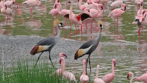 a pair of black crowned cranes (Balearica pavonina) in between a flock of Lesser flamingos (Phoeniconaias minor), Arusha National Park, Tanzania photo