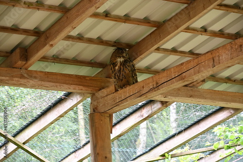 Waldkauz im Naturzentrum Wilpark Knüll bei Homberg (Efze) photo