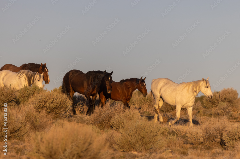 Wild Horses in the Utah Desert in Spring