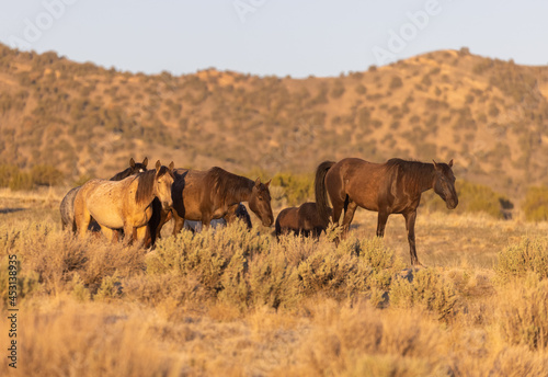 Wild Horses in the Utah Desert in Spring