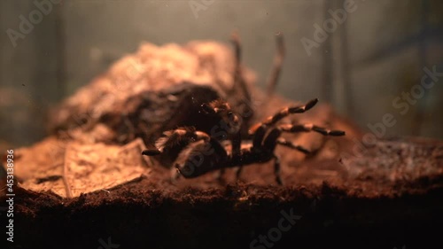 A closeup of a tarantula inside a terrarium in 4K