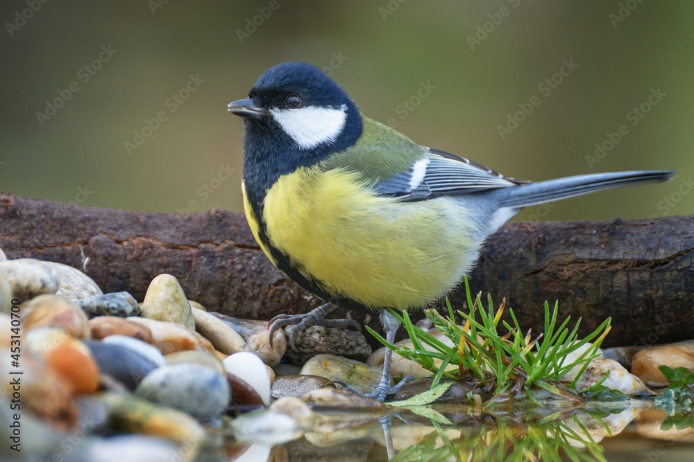 The great tit stands on stones near water. Moravia. Czechia. The great tit stands on stones near water. Moravia. Czechia.