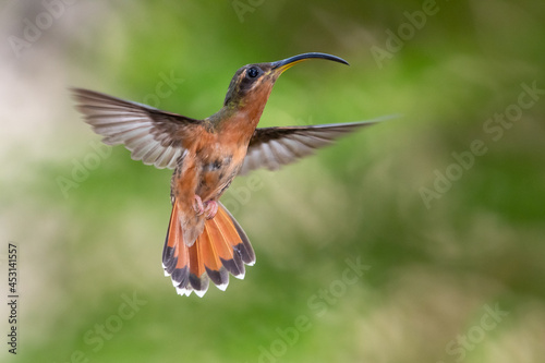 A Rufous-breasted Hermit hummingbird (Glaucis hirsutus) hovering in the air with his tail flared and a bokeh background. Bird in flight with green background.