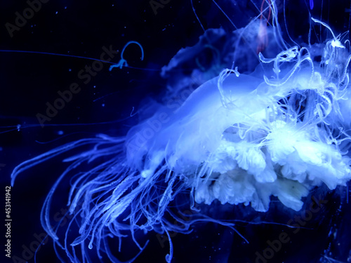 Greater Bay China Zhuhai Hengqin Chimelong Ocean Kingdom Jellyfish Jellyfishes Sea Jellies Creature Underwater Led Glowing Glow Neon Dream Floating  photo