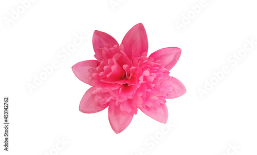 Closeup, Beautiful single pink flower isolated on white background for design stock photo, floral blossom blooming