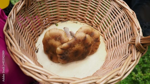 Close up. Man's hand puts careful three mushrooms into the wicker basket in autumn dense forest. Concept of natural environment, picking season and leisure people