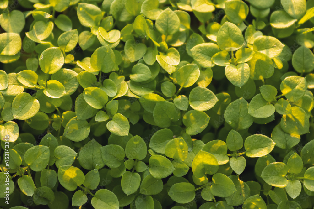 beautiful green sprouts top view beautiful green sprouts top view