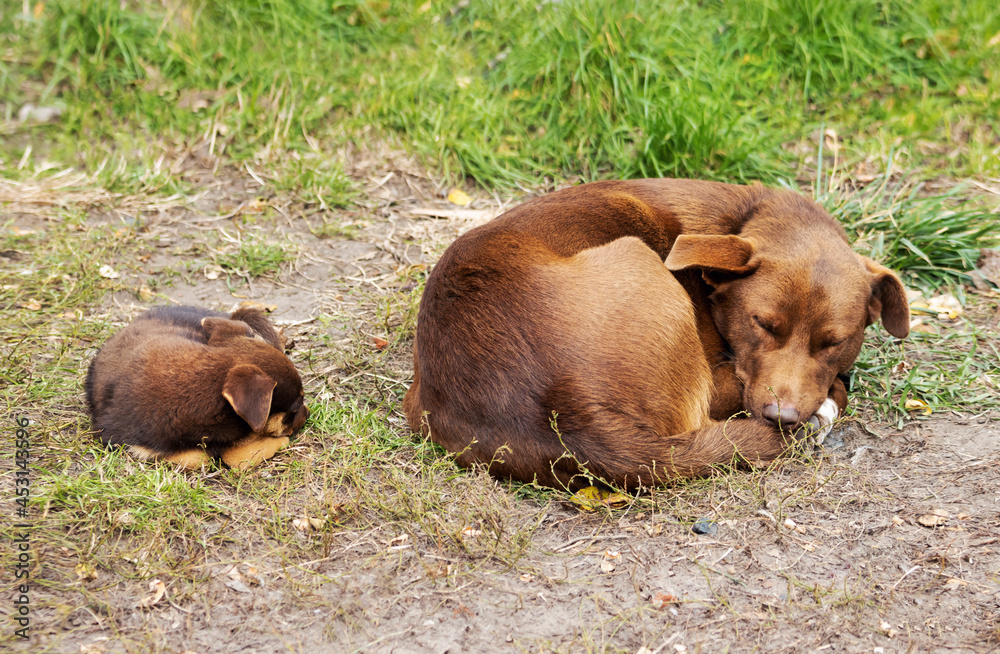 Fototapeta premium big and small dog sleep curled up in a ball