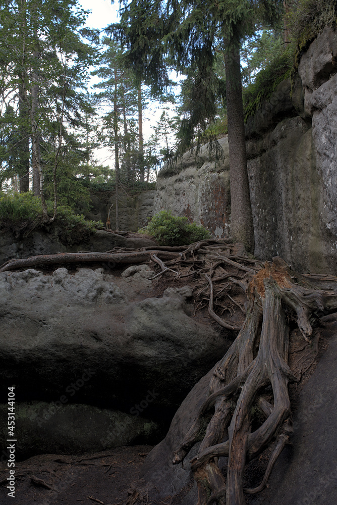 roots in the forest