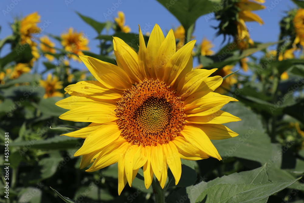 Obraz premium Bright sunflowers on a large field. Yellow expanses under a blue sky.