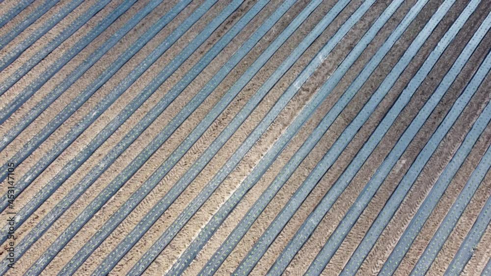 Drohnenaufnahme, Neue Erdbeerpflanzen auf Folie Drohnenaufnahme, Neue Erdbeerpflanzen auf Folie