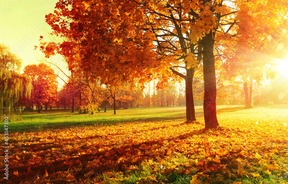 Fototapeta premium Autumn Landscape. Fall Scene. Trees and Leaves in Sunlight Rays