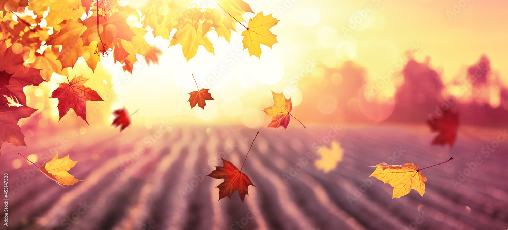 Falling Autumn Maple Leaves Natural Background - obrazy, fototapety, plakaty 