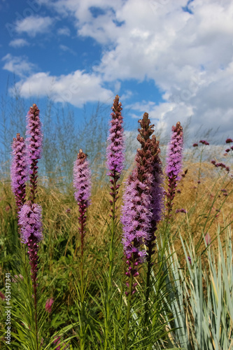 Bright pink flowers Liatris spikelets against the sky in a city park (Liatris spicata)