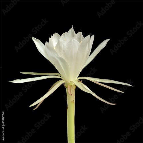 Bunga wijayakusuma or wiku flower, epiphyllum oxypetalum flower isolated on black background photo