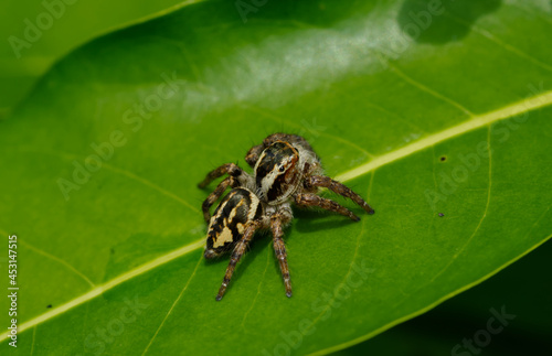 Evarcha Spider Kind of Jumping Spider found in Odisha India