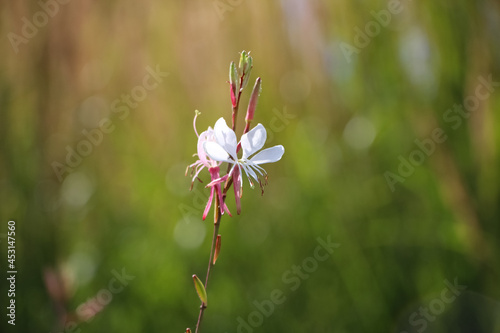 Small white flower of Lindheimers' Beeblossom on a natural blurry green garden background (Gaura lindheimeri, 