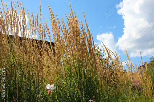 View of ornamental beds of Lady's Mantle and Spikelets of Feather Reed-grass Overdam and Karl Foerster against the sky in sunlight