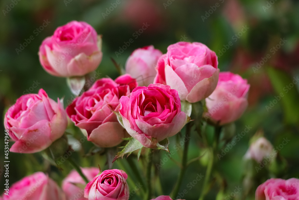 Pink rose flowers on the rose bush with selective focus in the garden Pink rose flowers on the rose bush with selective focus in the garden