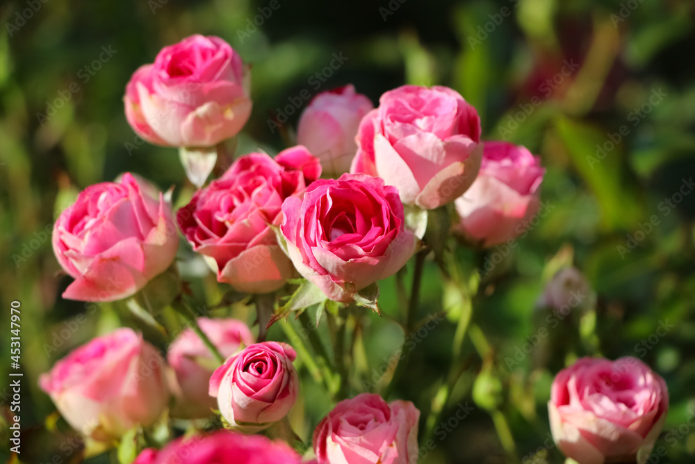 Pink rose flowers on the rose bush with selective focus in the garden Pink rose flowers on the rose bush with selective focus in the garden