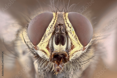 Portrait of a fly super close-up. Incredibly detailed stack photo of an insect on a uniform background.