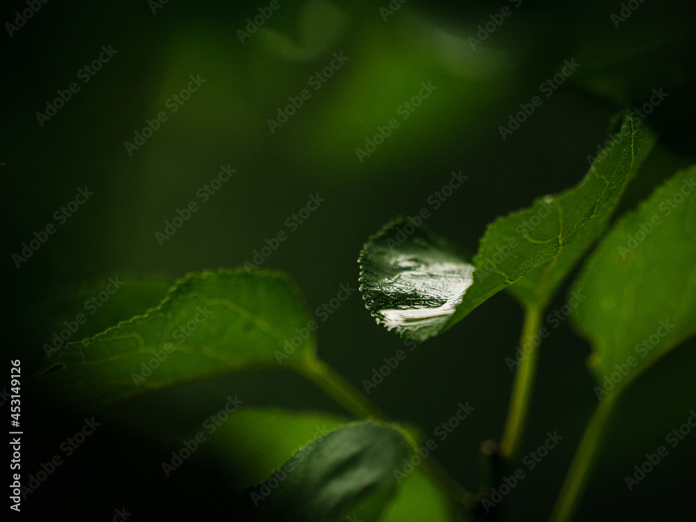 © Giovanna Graf - water drop on leaf