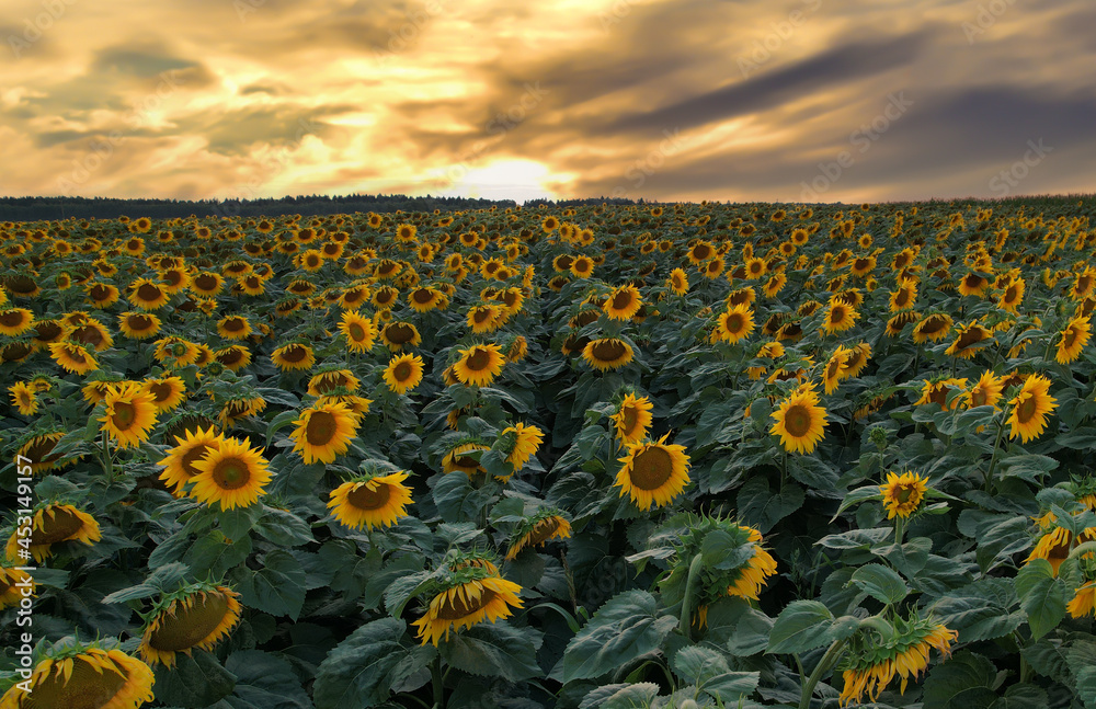Obraz premium Sunflowers field on sunset. Harvesting Sunflower Seeds in agriculture. Huge yellow flowers on summer sun is harvesting sunflower seeds in autumn harvest season. Gardening and farming concept.