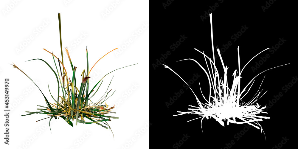 Front view of Plant (  Long Lawn Grass 9) Tree png with alpha channel to cutout made with 3D render