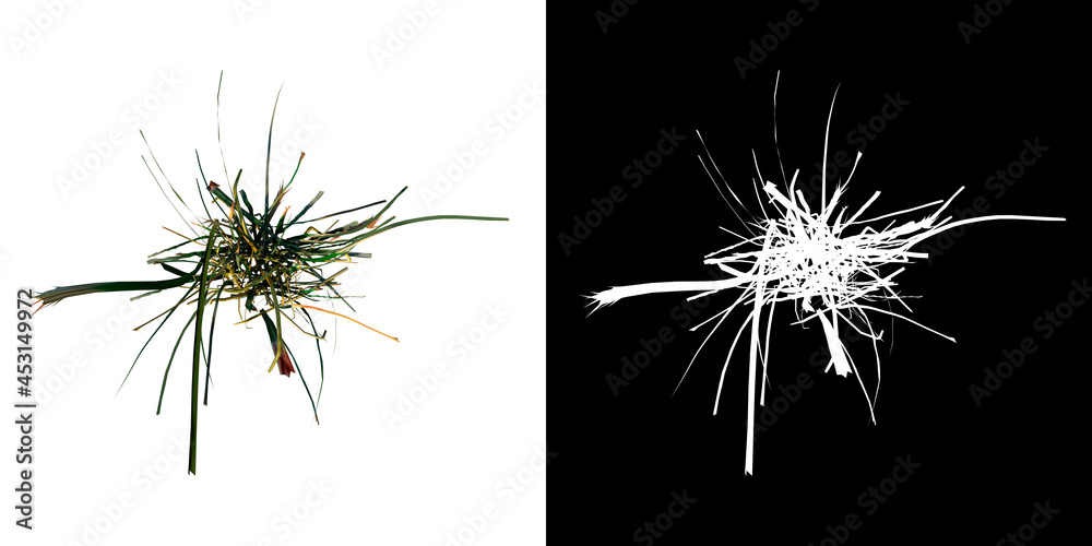 Top view of Plant (  Long Lawn Grass 9) Tree png with alpha channel to cutout made with 3D render