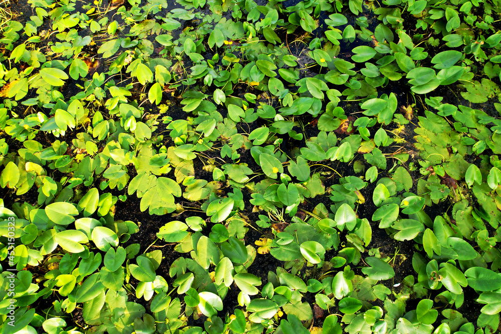 Water lilies in the swamp. Yellow water lily flower with green leaves in floating bog. Waterlilia in wild. Aquatic and invasive plants. Wildflower concept. Ecology and environmental protection. Water lilies in the swamp. Yellow water lily flower with green leaves in floating bog. Waterlilia in wild. Aquatic and invasive plants. Wildflower concept. Ecology and environmental protection.