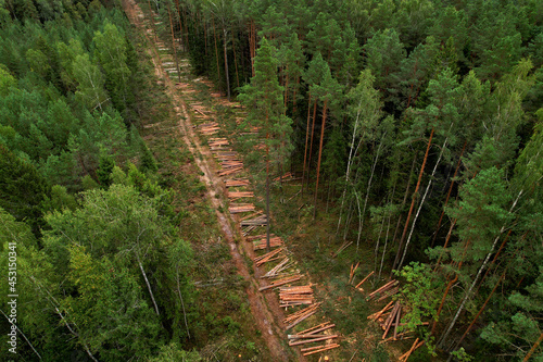 Felled forest  aerial view. Destruction of forests and felling of trees. Forests illegal disappearing. Environmetal and ecological issues. Forestry concept. Aerial Perspective of green pine and spruce