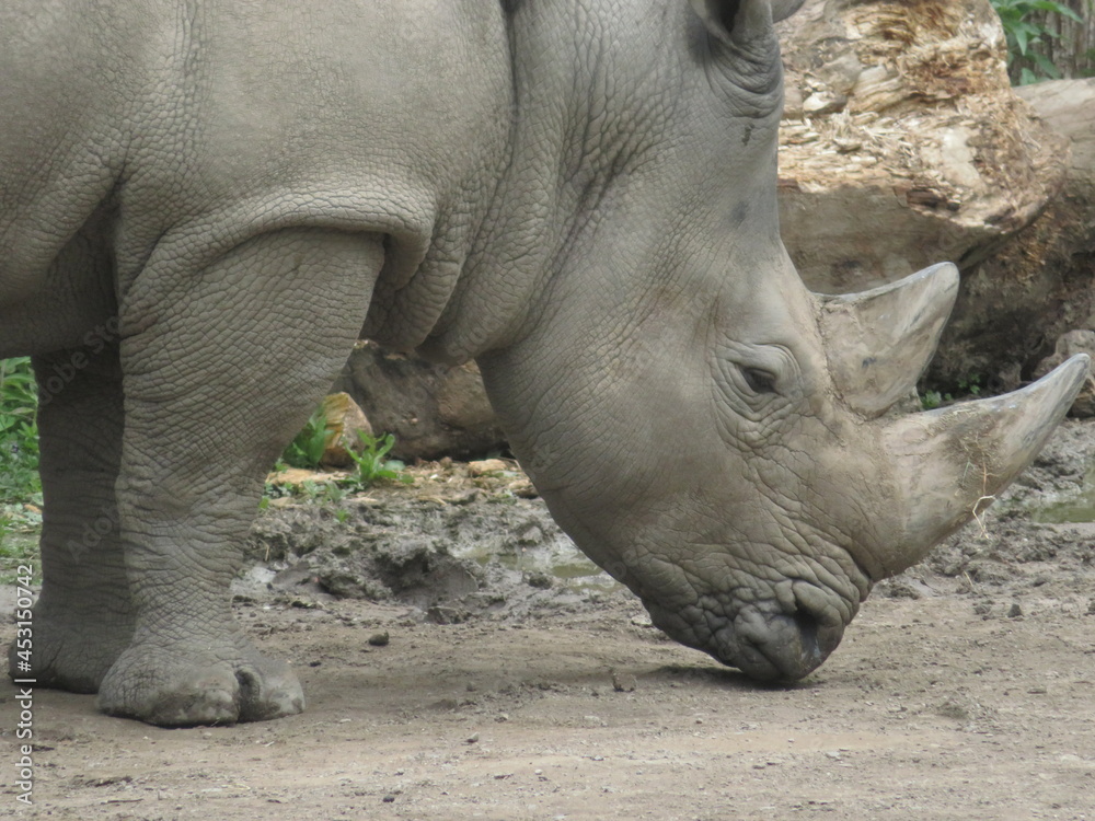 Fototapeta premium Rhinocéros