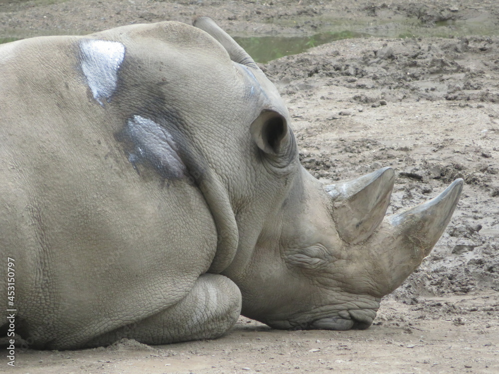 Obraz premium Rhinocéros